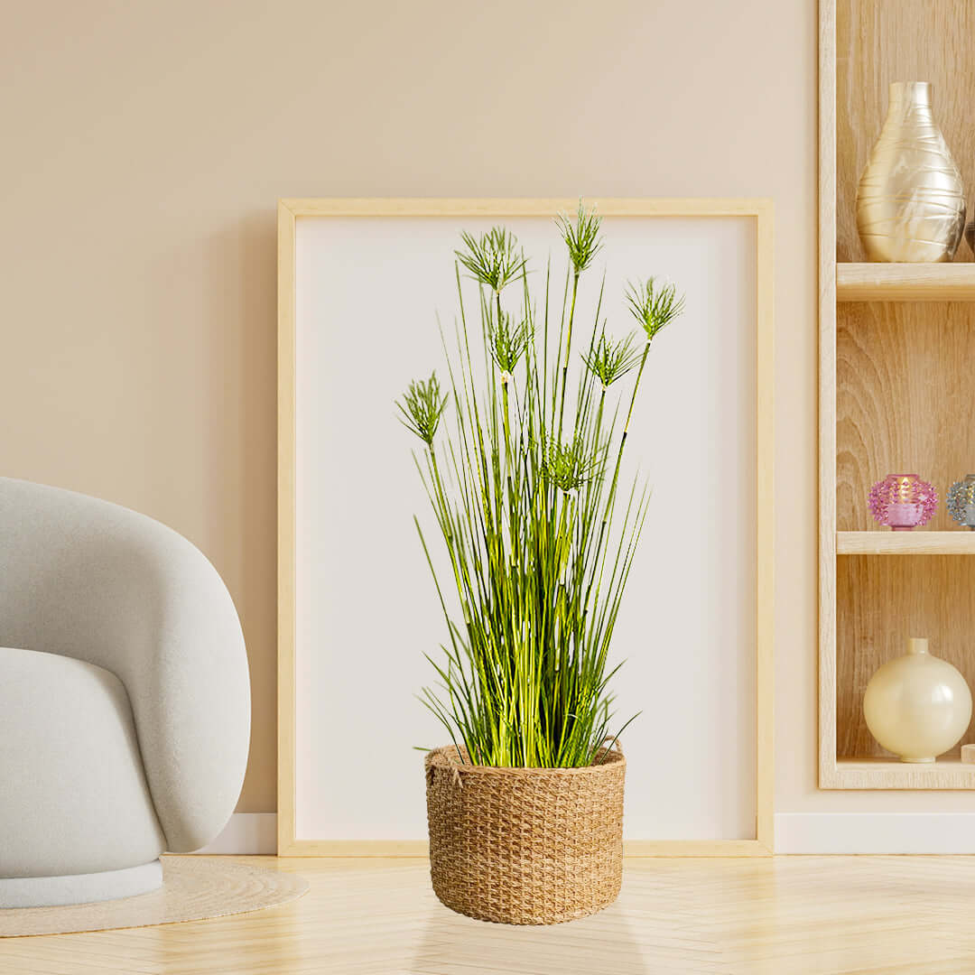 Affordable quality homewares - decorative plant in woven basket for stylish and value furniture in modern living room.