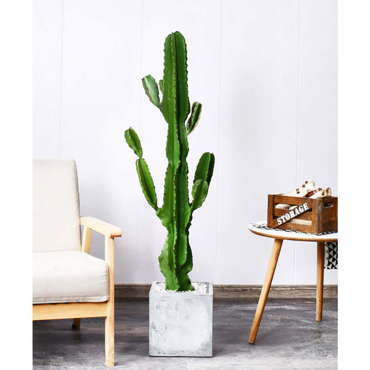 Modern living room with affordable quality homewares including a tall green cactus plant in a concrete pot, chair, and value furniture.