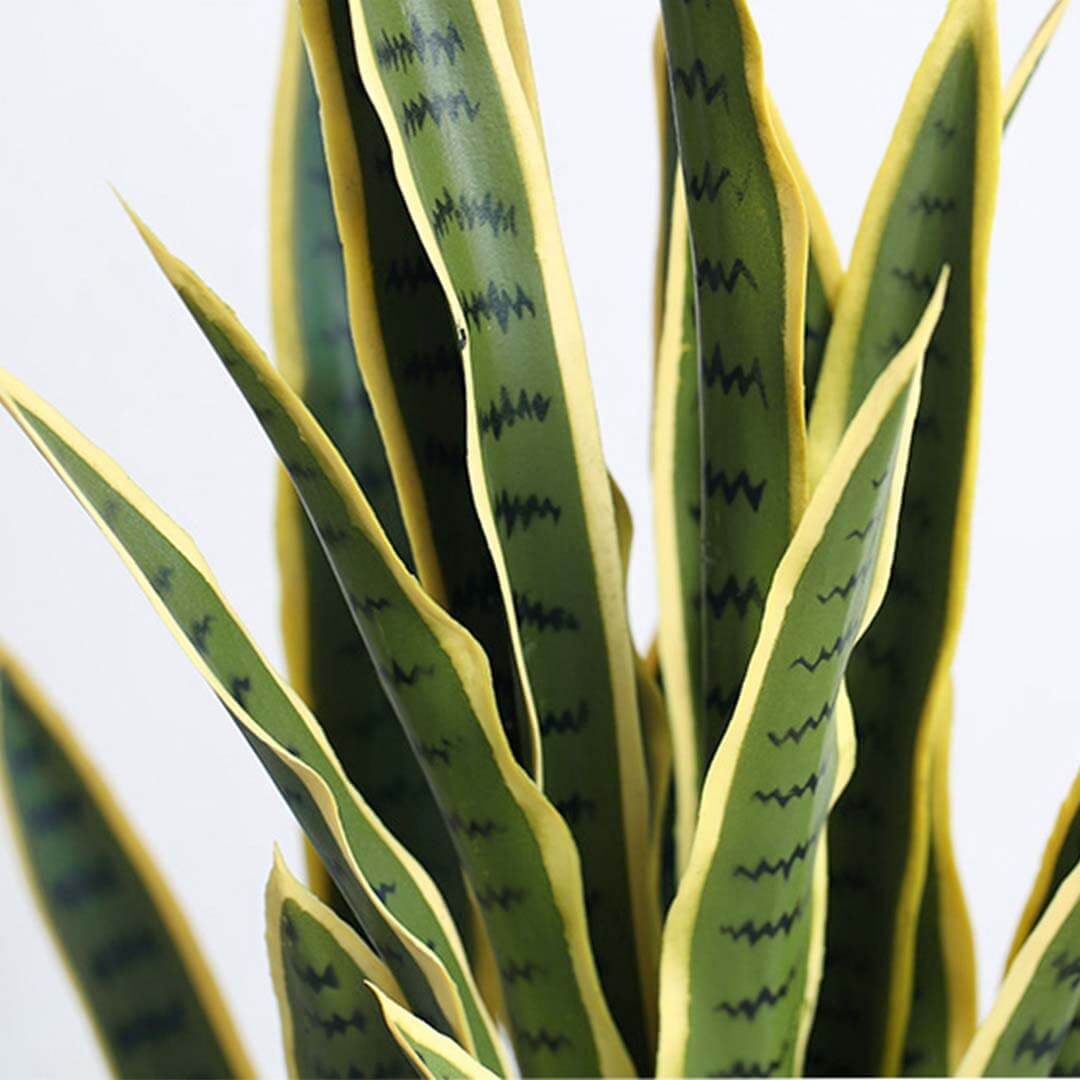 Close-up of green snake plant leaves with yellow edges, showcasing affordable, quality homewares and value furniture decor.