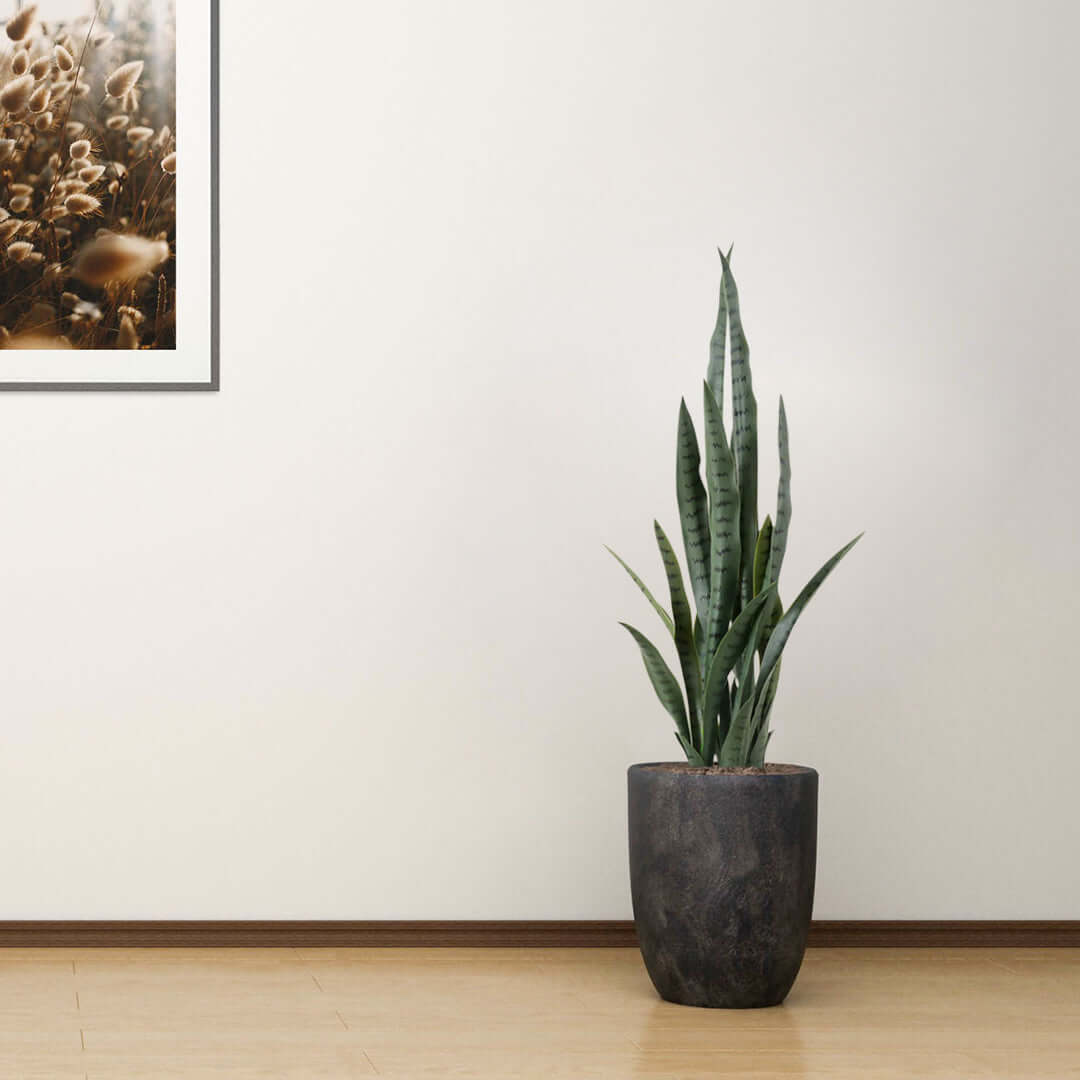 Modern living room with a potted snake plant and framed artwork, showcasing affordable homewares and quality value furniture.