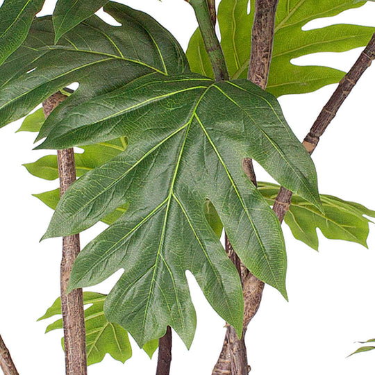 Close-up of green leaves on an indoor plant showcasing affordable homewares and quality for value furniture.