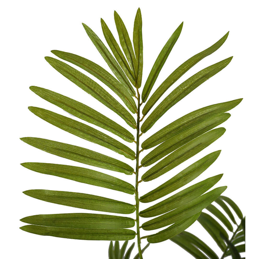 A close-up of vibrant green palm frond showcasing its lush foliage and natural beauty.