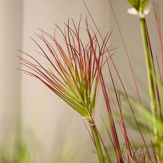 "Close-up of an ornamental grass plant indoor decor, showcasing fine, reddish-green blades, ideal for affordable quality homewares and value furniture settings."