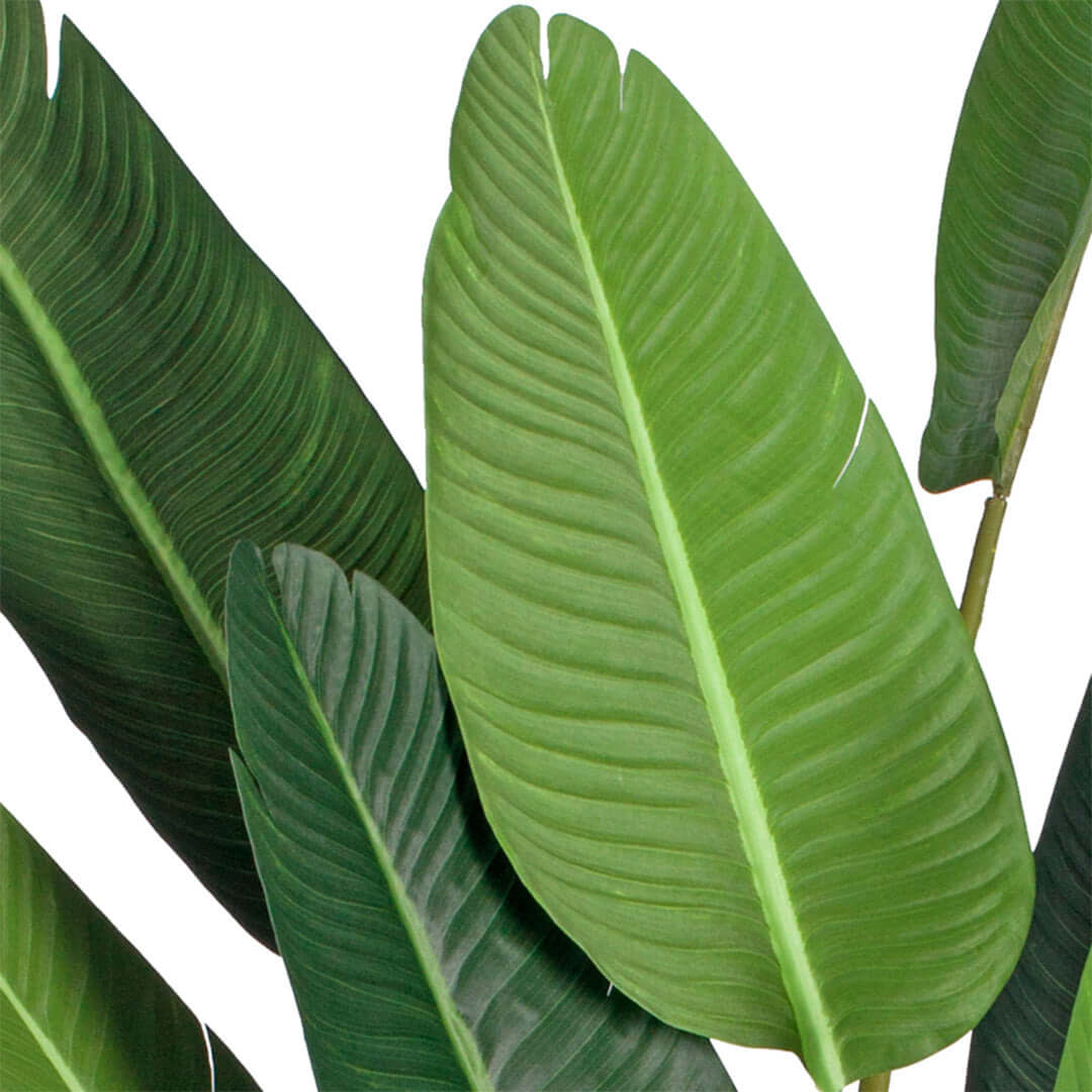 Green tropical leaves showcasing vibrant, quality home decor options for affordable and stylish interior enhancements.