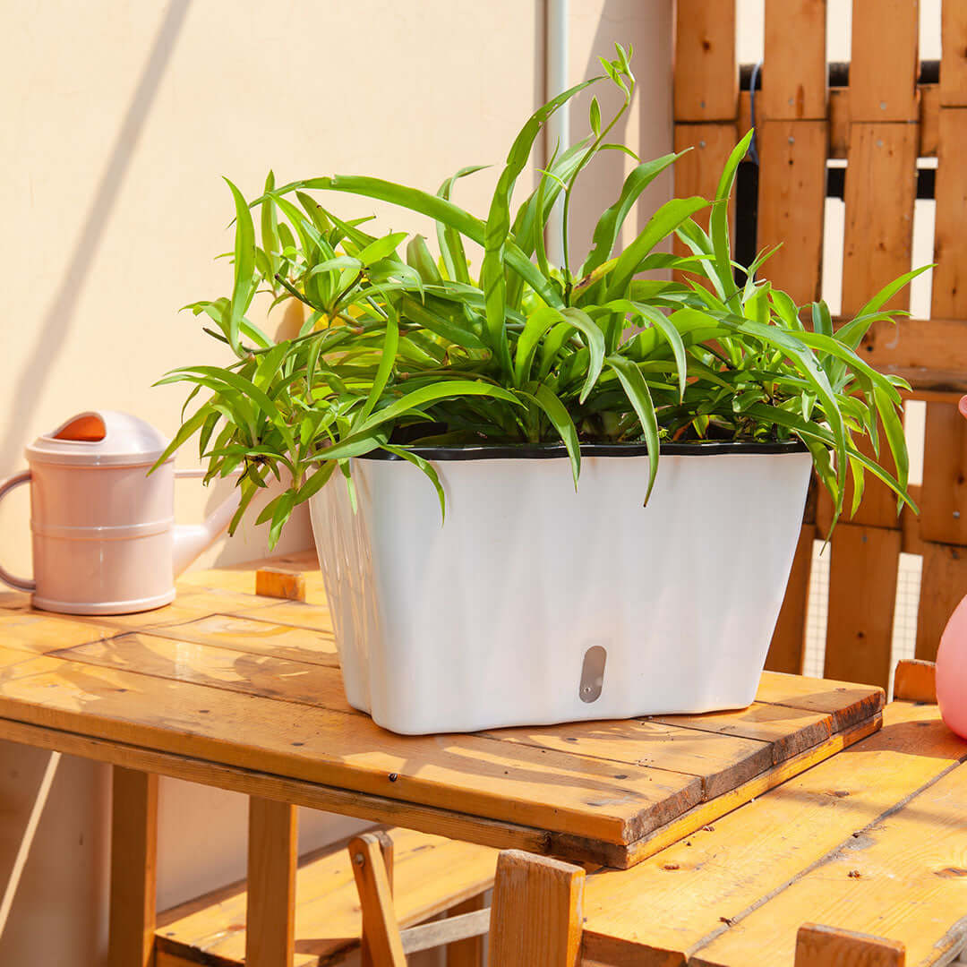 Affordable quality homewares – green plant in white pot on a wooden table, value furniture for stylish interiors.