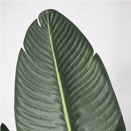 Close-up of a large green leaf with textured surface and prominent midrib