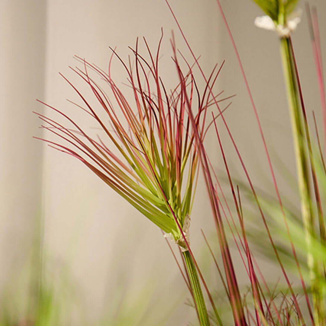 Close-up of a decorative plant with red and green leaves, ideal affordable homewares for adding quality and value to any furniture arrangement.