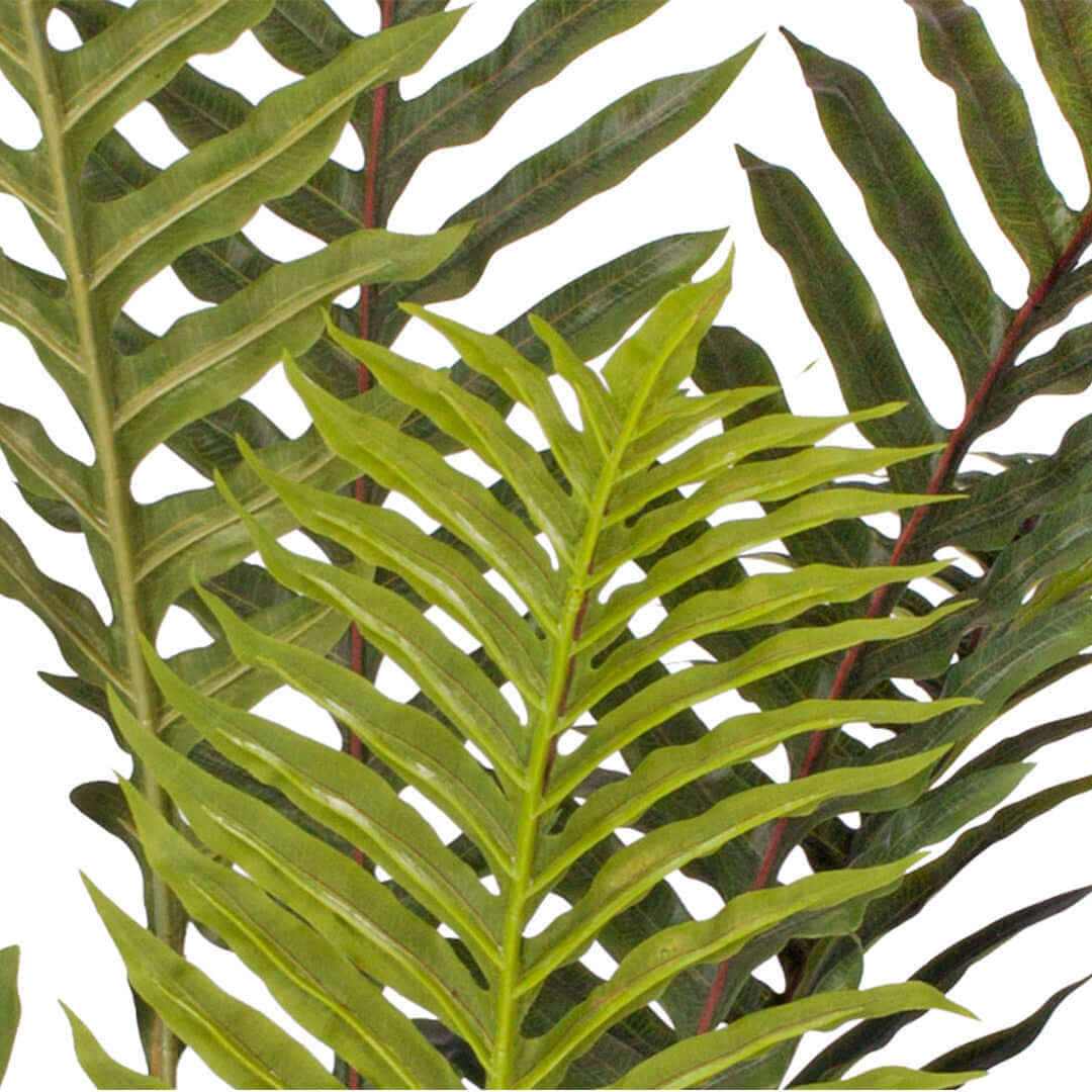 Close-up of vibrant green fern leaves perfect for affordable, quality homewares and value furniture decor.