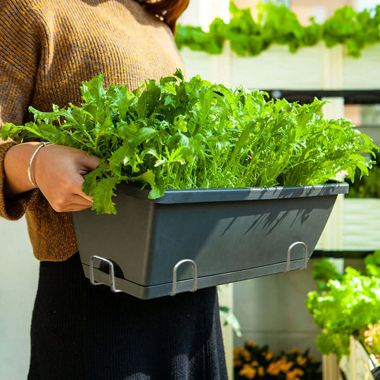 Person holding a planter box filled with fresh green leafy vegetables in an indoor garden.