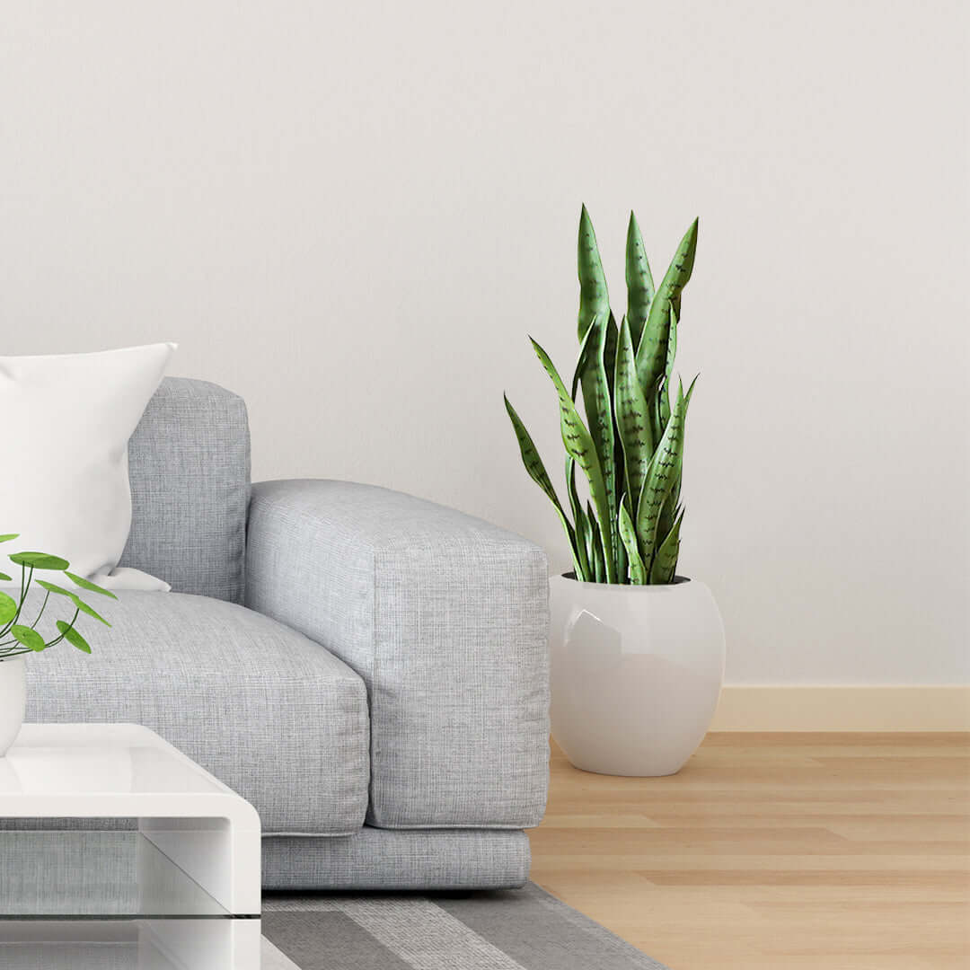 Modern living room with affordable quality furniture, featuring a grey sofa and potted plant for stylish home decor.