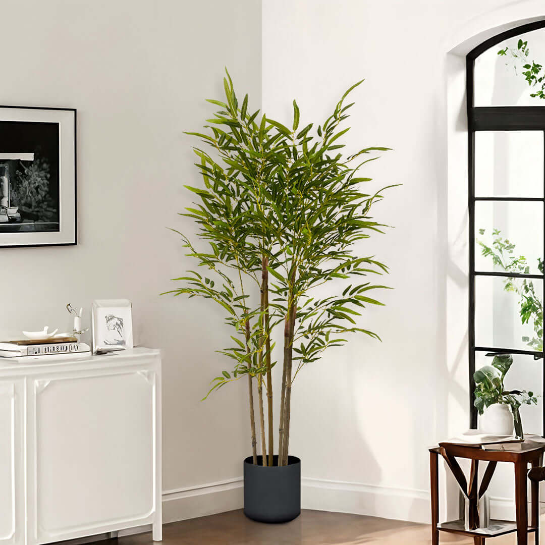 Potted green plant in a modern home interior near a window, showcasing affordable quality homewares and value furniture.