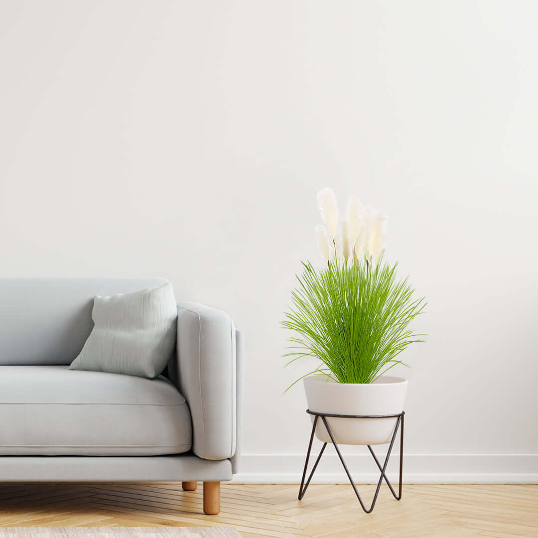 Modern affordable homewares, showcasing a stylish light grey sofa and quality potted plant to highlight value furniture.