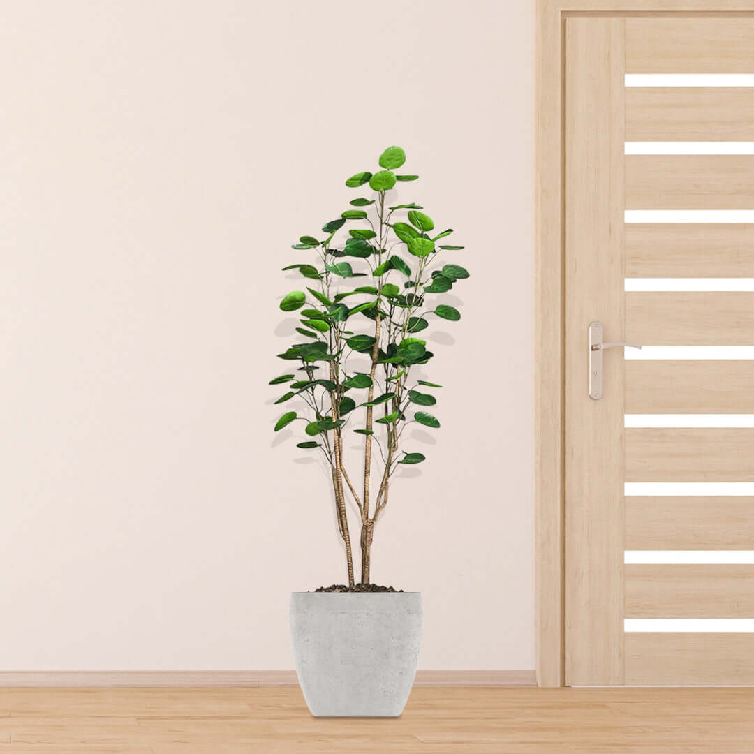 Affordable homewares quality tall potted plant next to modern wooden door, value furniture decor.