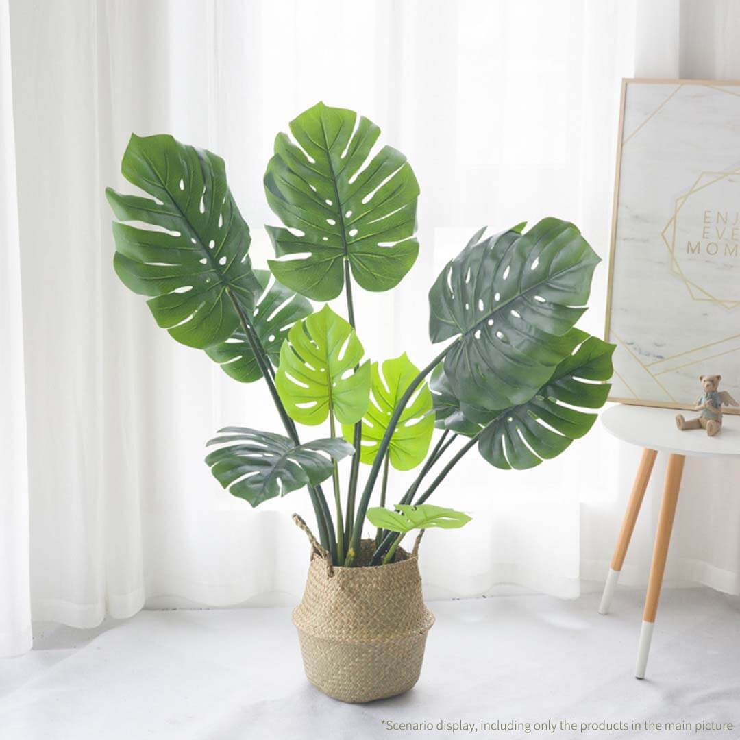 Affordable quality homewares with a potted Monstera plant for adding value furniture and decor to your home.