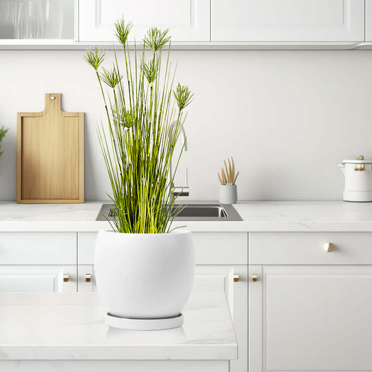 White kitchen with quality homewares, featuring a white potted plant on the countertop. Affordable and stylish value furniture in a bright space.