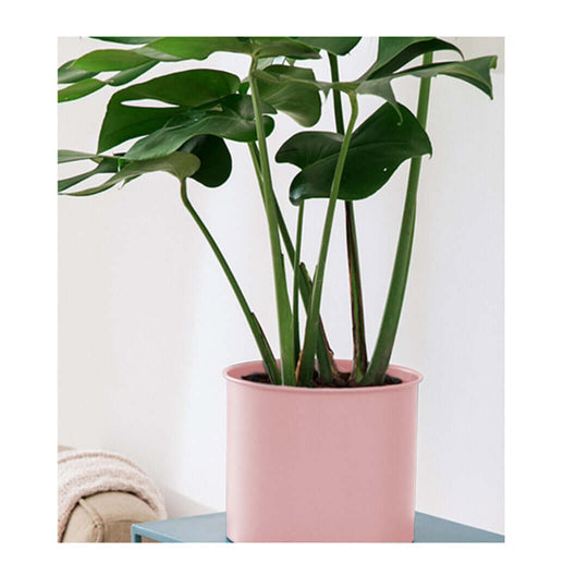 Stylish indoor plant in a pink pot placed on a blue table, adding affordable and fresh homeware decor to your living space.