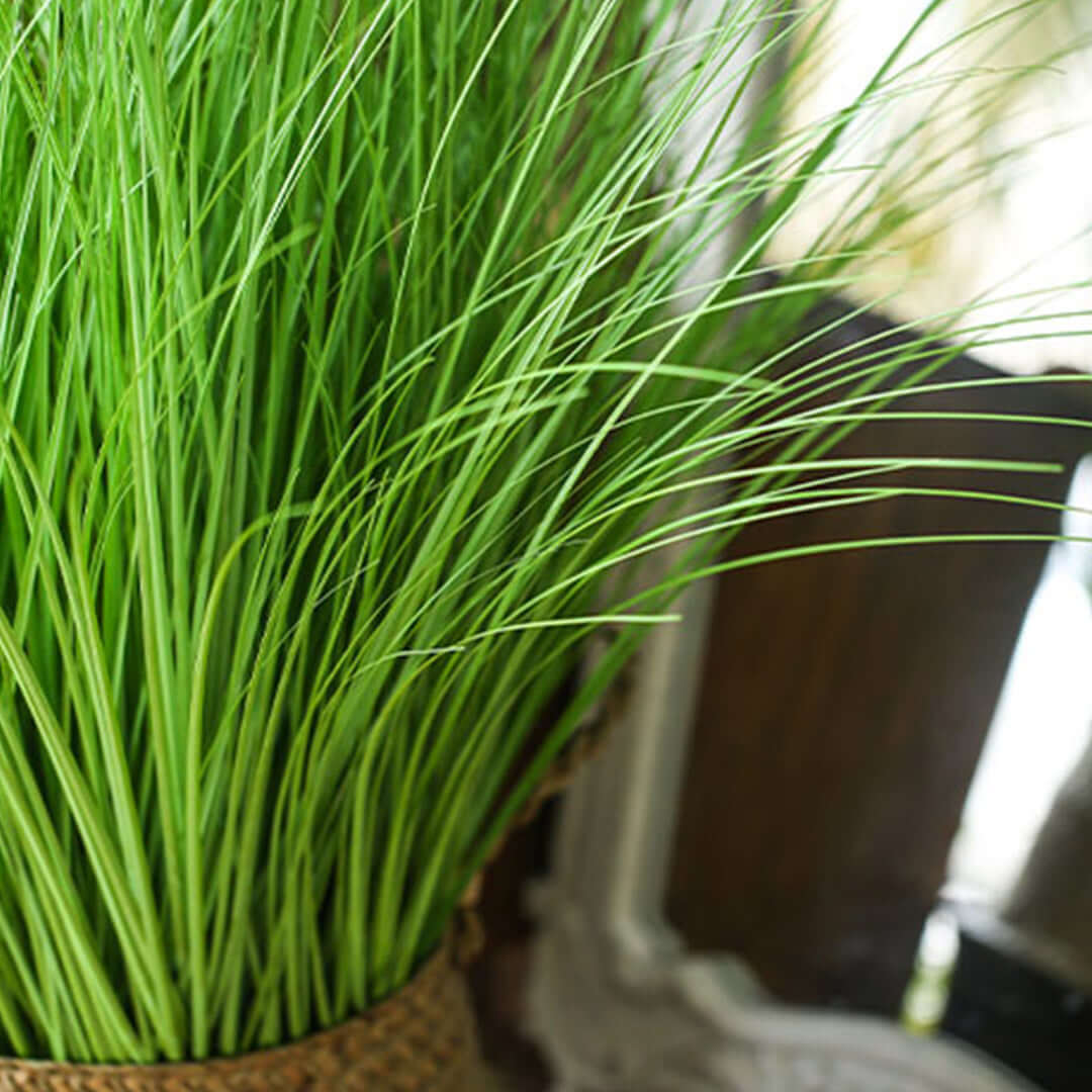 Vibrant green indoor plant in a textured basket, showcasing affordable, quality homewares and value furniture accessories.