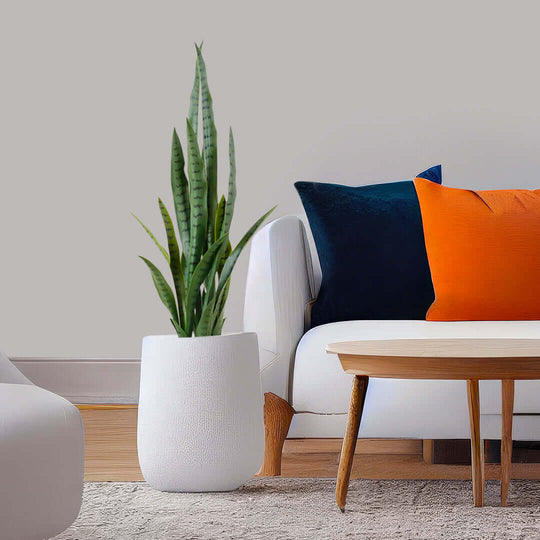 Stylish living room with white sofa, colorful cushions, wooden coffee table, and potted plant showcasing affordable quality homewares.