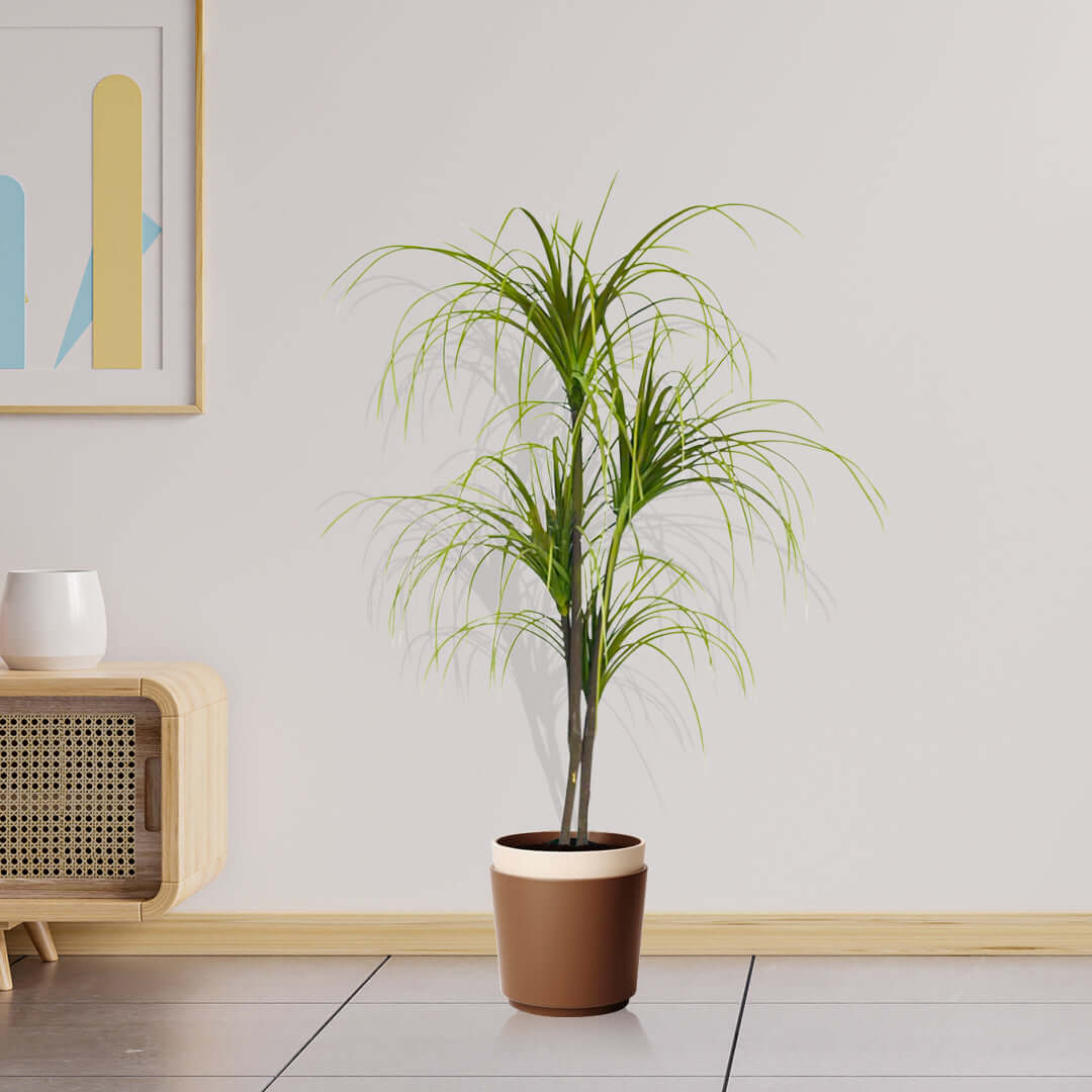 Affordable quality homeware palm plant in modern value furniture living room setting.