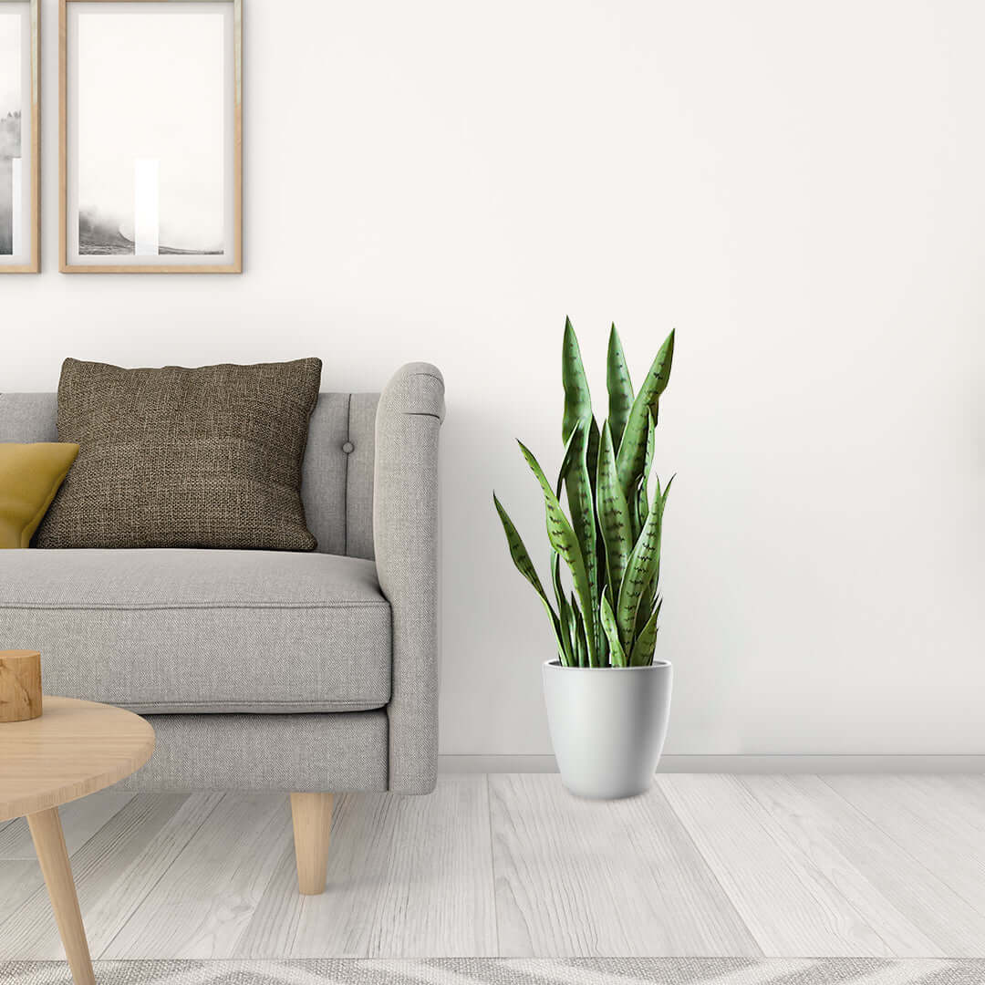 Affordable quality homewares - Grey couch with green cushion and potted plant nearby, value furniture for modern living rooms.