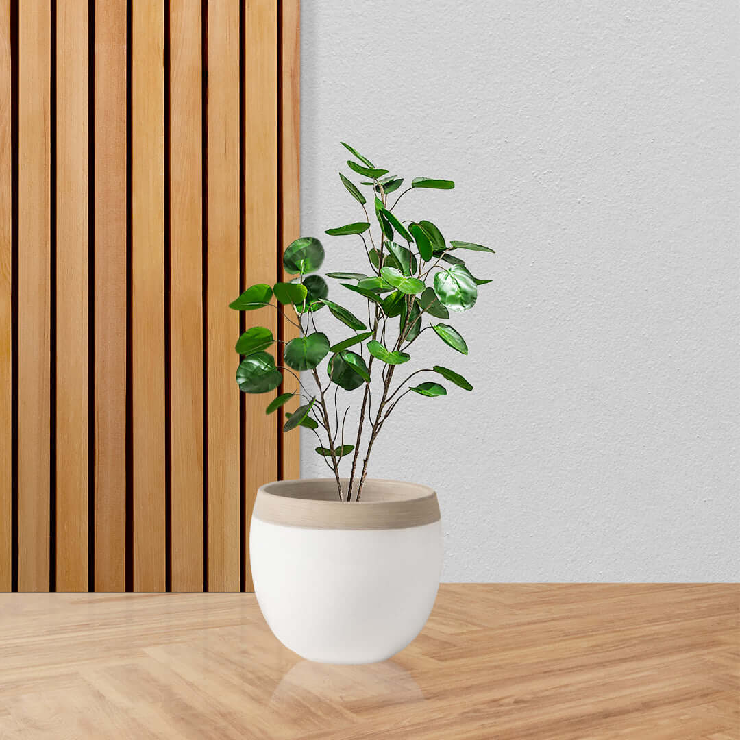 Affordable quality homewares - green plant in stylish white pot on wooden table for value furniture and home décor.