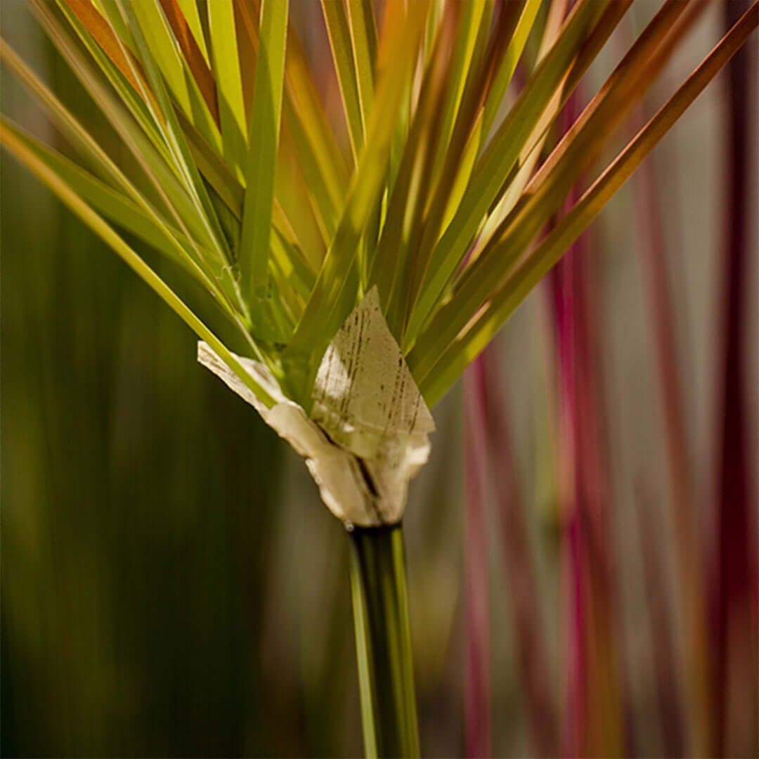 Close-up view of a green decorative plant for home interiors. Affordable homewares combining quality and value for modern furniture.