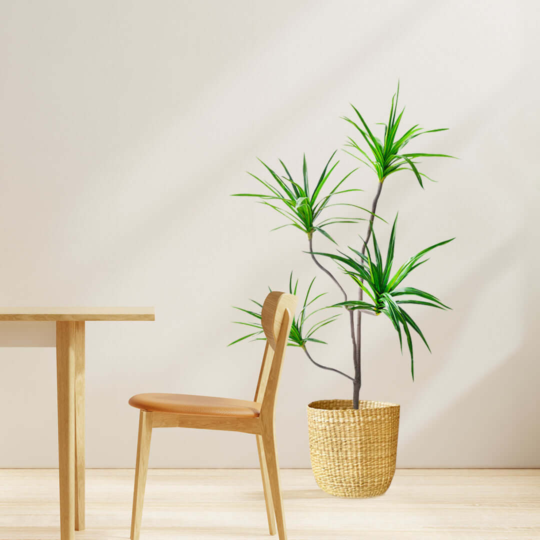 Modern affordable homewares showcasing a quality wooden chair and value furniture with a green potted plant in a minimalist setting