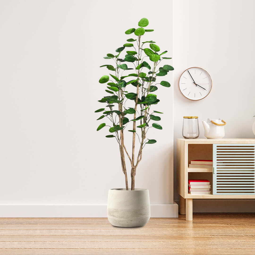 Affordable homewares - high-quality potted plant and value furniture for modern living spaces.