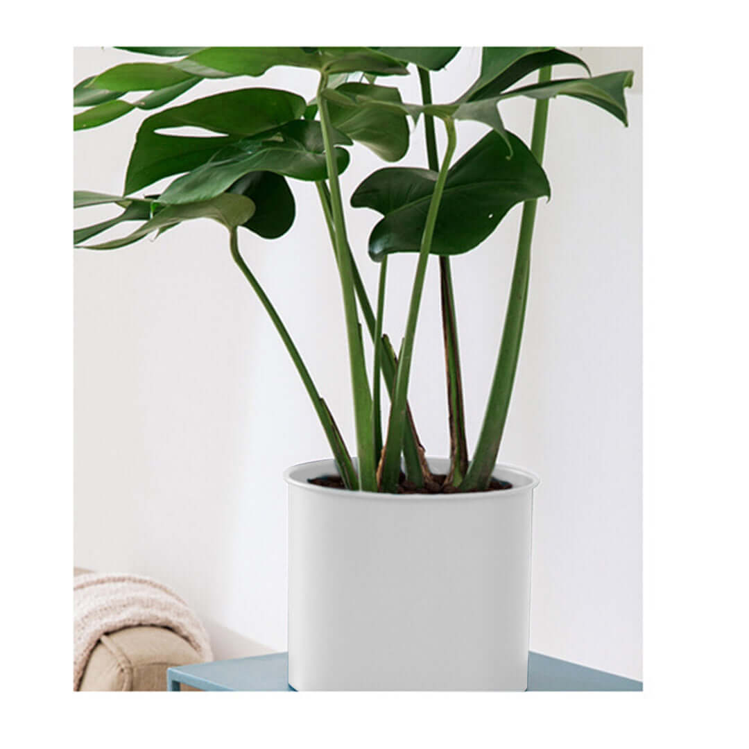 Indoor green plant in white pot on a blue table in a stylish home setting. Affordable quality value furniture homewares.