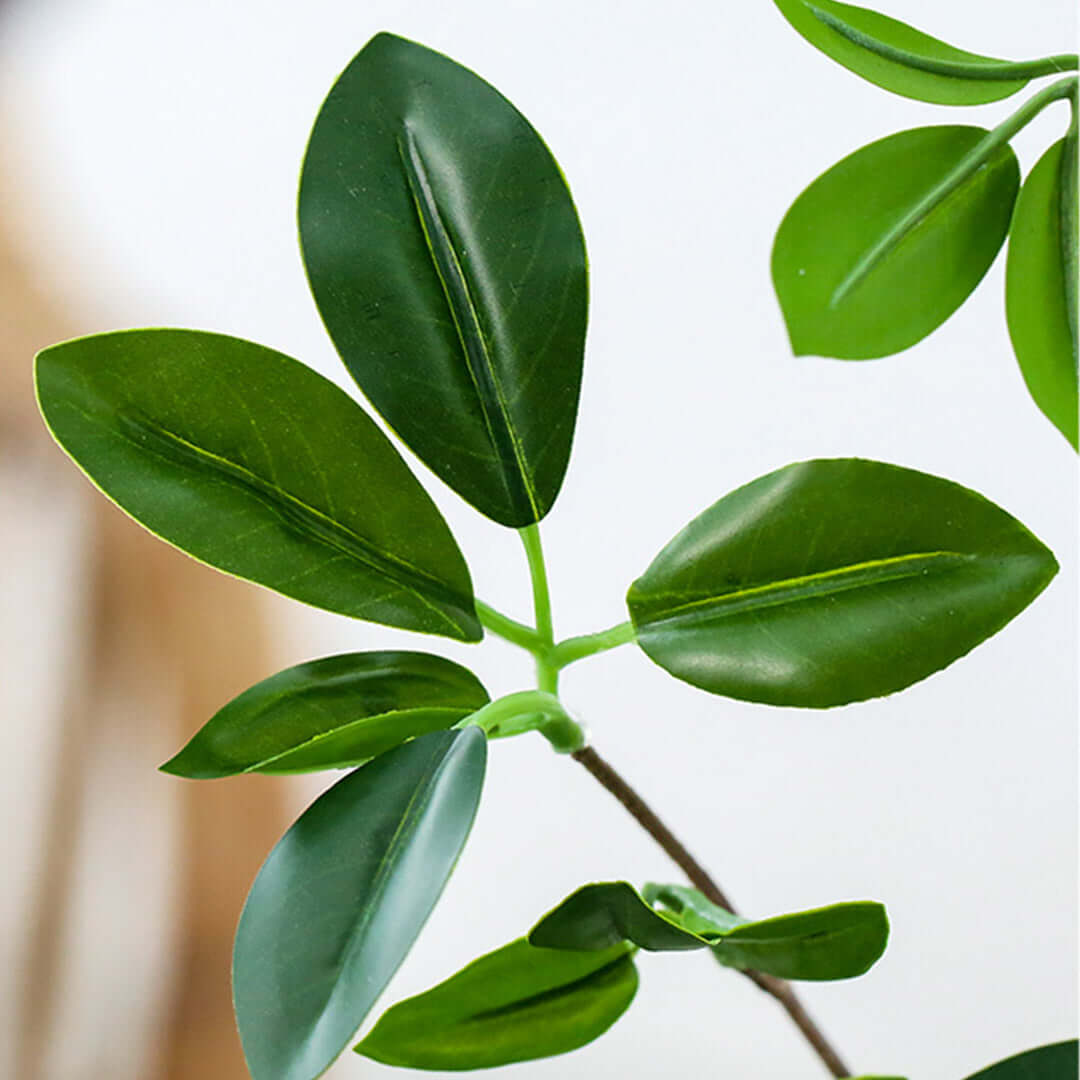 Close-up of lush green leaves, showcasing the quality and affordability of homewares and value furniture.