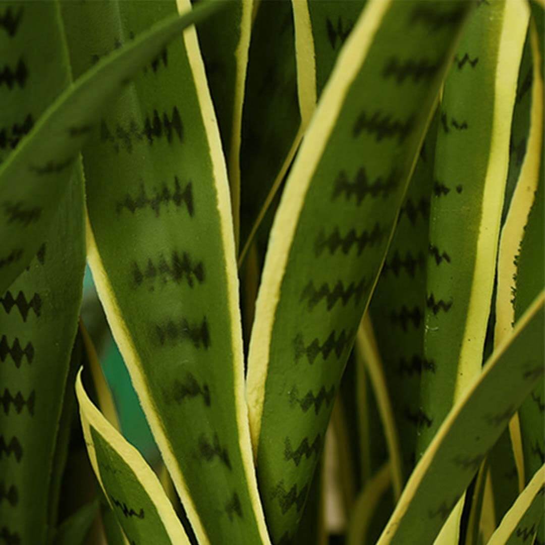 Close-up of green snake plant leaves with yellow edges, an affordable homeware and quality value furniture addition.