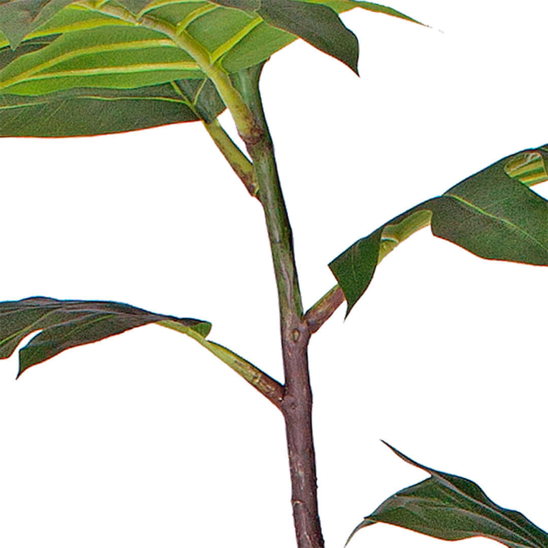 Close-up of a green plant branch with leaves against a white background.