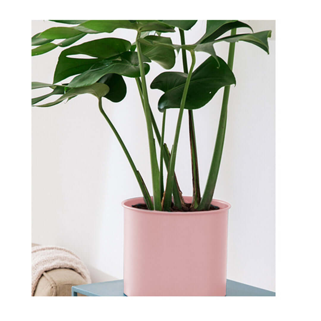 Affordable quality home decor - green houseplant in pink pot on blue table, stylish value furniture in background