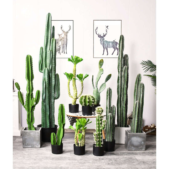 Collection of various potted cactus plants arranged indoors with wall art featuring deer in the background