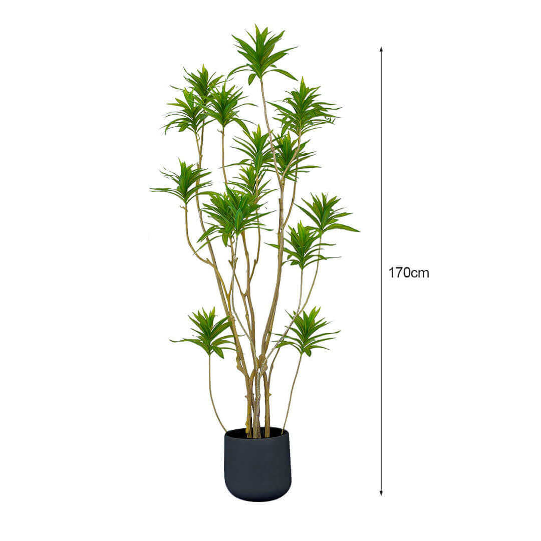 170cm tall potted plant, quality affordable homeware for adding value furniture to any room.