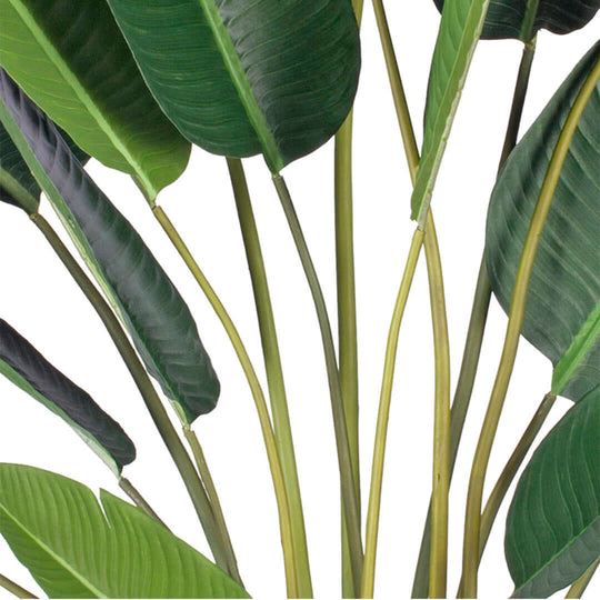 Lush green tropical plant leaves perfect for affordable and quality homewares and value furniture.