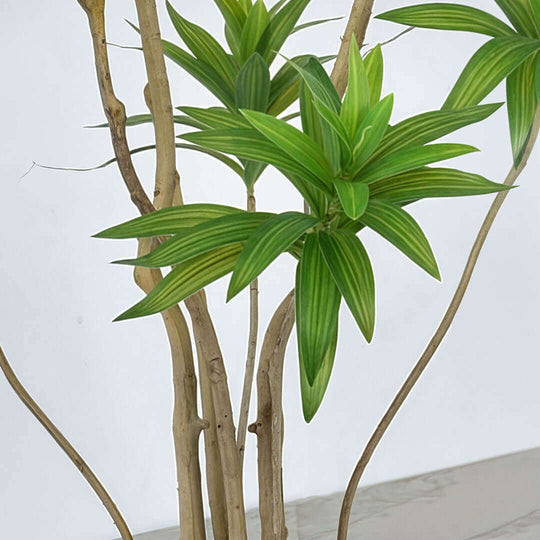 Affordable quality homewares green indoor plant with vibrant leaves for modern decor and value furniture styling.