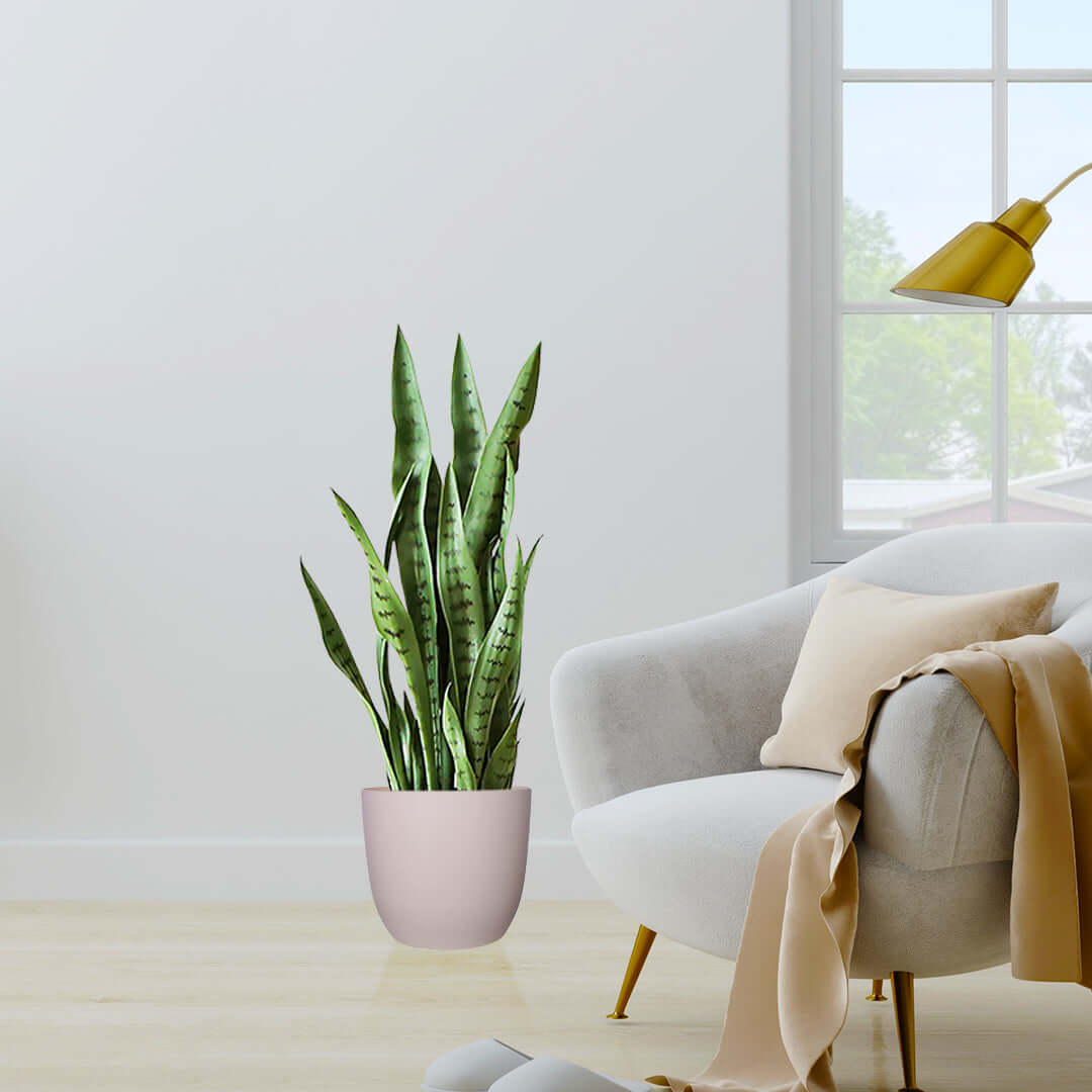 Modern living room with sleek armchair, cozy throw, and a quality potted plant, representing affordable homewares and value furniture.