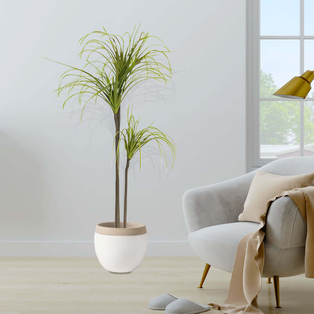 Potted palm tree in a modern living room with a comfortable chair and window, showcasing affordable and quality homewares and value furniture.