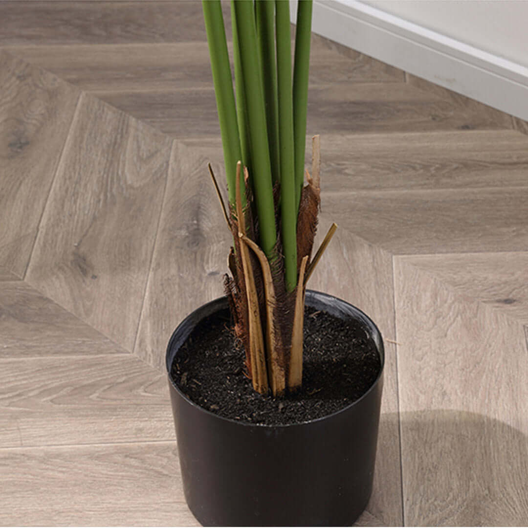 Affordable quality homewares - close-up of a potted plant on a stylish wooden floor showcasing value furniture and design.