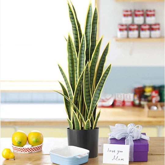 Indoor greenery in black pot on kitchen countertop with lemons and a wrapped gift labeled "love you Mom" - affordable homewares, quality value furniture