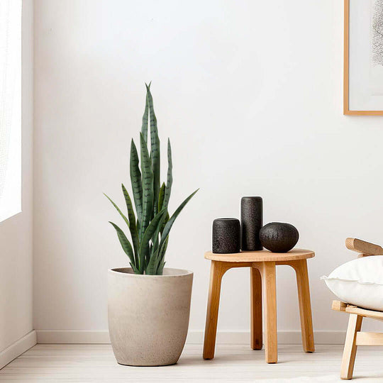 Modern home decor with an indoor plant on a minimalist side table, showcasing affordable homewares and quality value furniture.