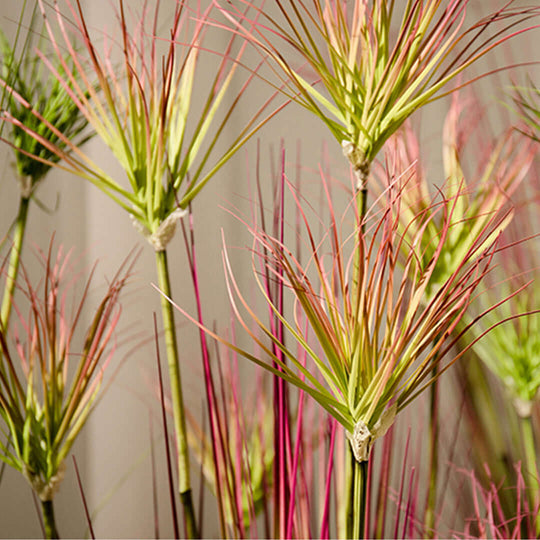 Colorful grass-like plants with long, thin leaves in various shades of green and pink