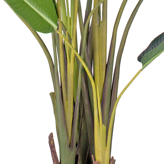 Close-up of lush green houseplant with broad leaves, perfect for adding affordable, high-quality homewares to your living space.