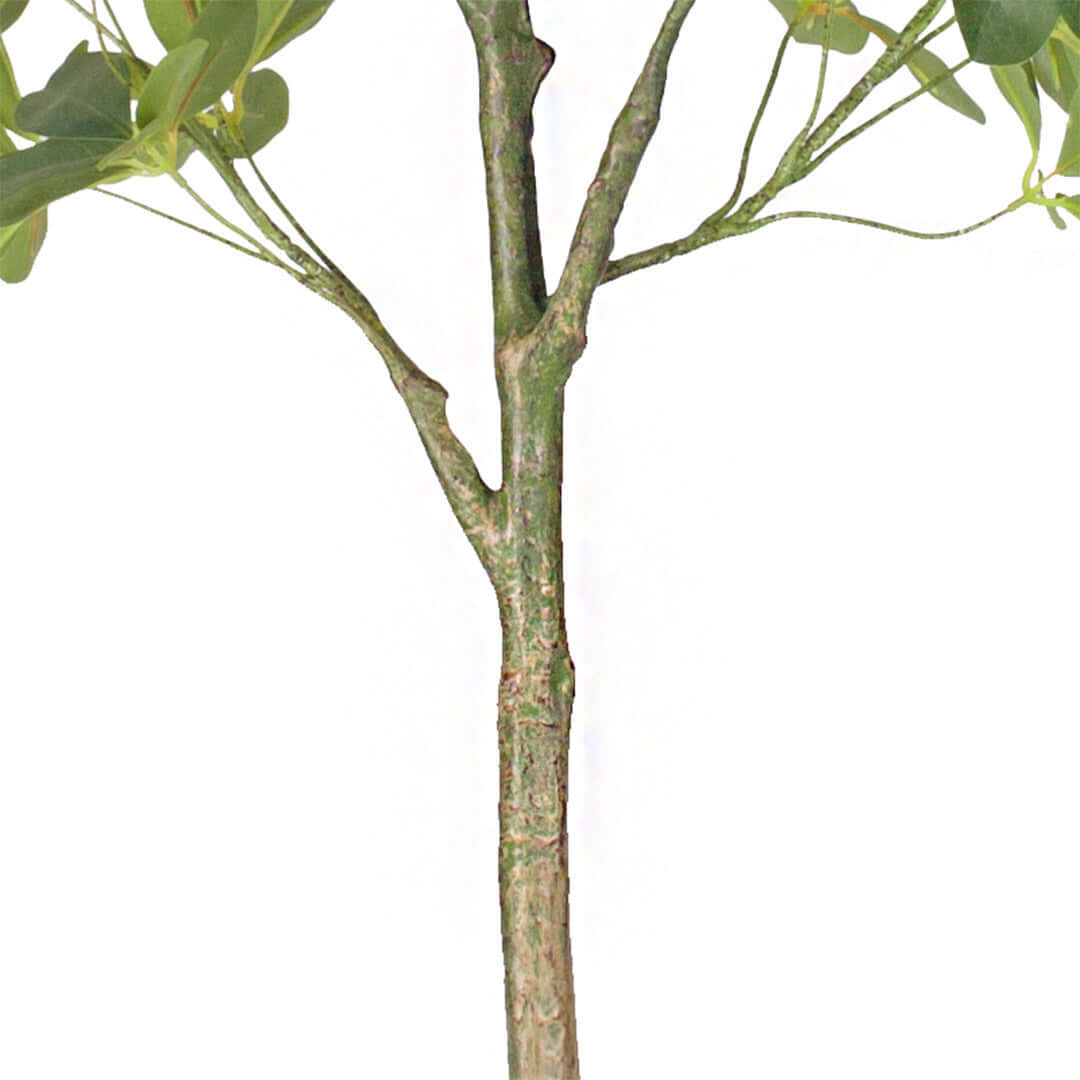 Close-up of a tree trunk and branches with green leaves