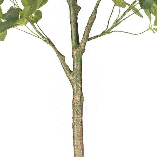 Close-up of a tree trunk and branches with green leaves