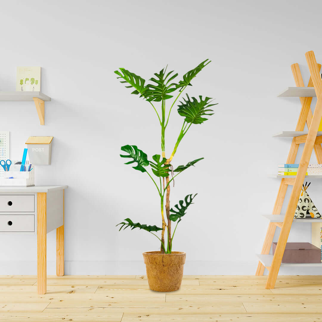 Affordable quality homewares - Large green potted plant in modern office space with wooden desk and shelves.