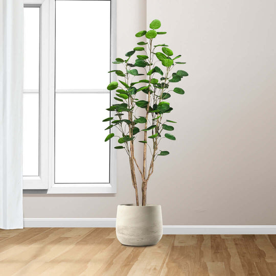 Affordable quality homeware: tall indoor plant in modern pot near a bright window on wooden floor.