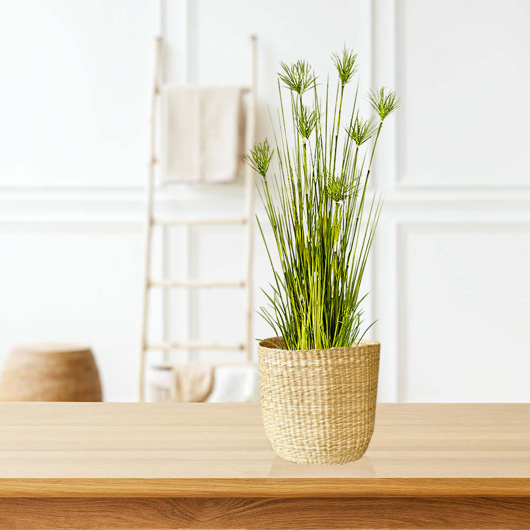 Affordable quality homewares - green plant in woven basket on wooden table, minimalist decor, value furniture