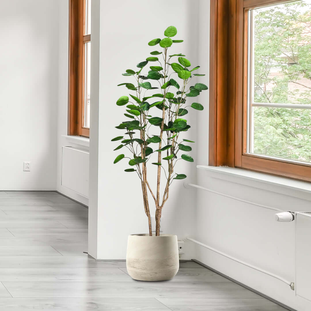 Affordable quality homewares - Decorative indoor plant in modern pot placed in bright minimalistic living room showcasing value furniture.